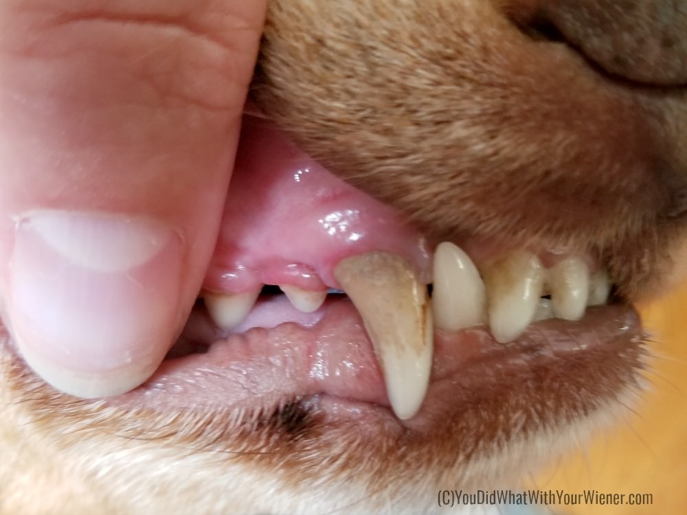 I Don'T Brush My Dog'S Teeth. I Did This Instead. –  Youdidwhatwithyourwiener.Com