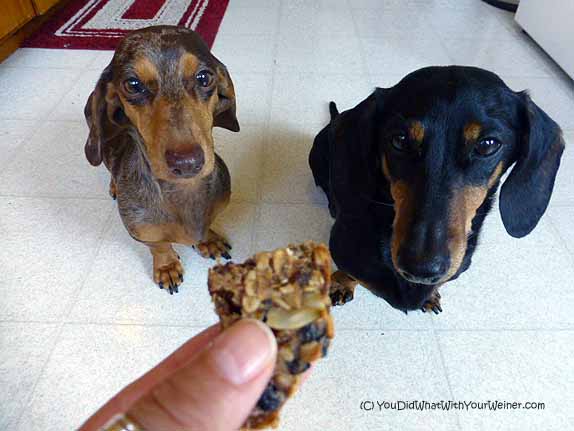 Recipe for Homemade Energy Bars Both You and Your Dog Can Eat