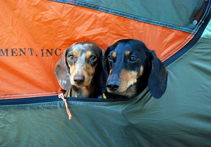 Tips for Organizing a Dog-friendly Group Car Camping Trip