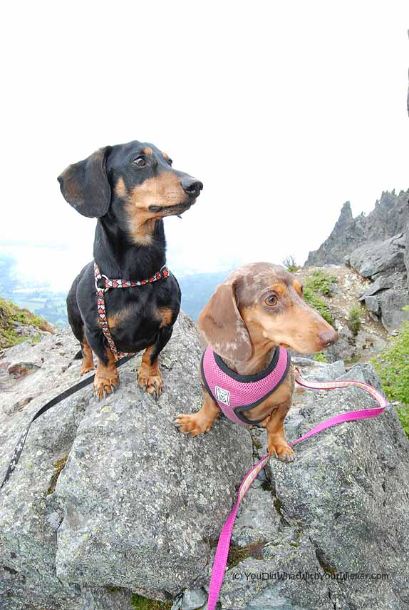 5 Challenging (and Spectacular) Day Hikes for You and Your Dog Around Seattle