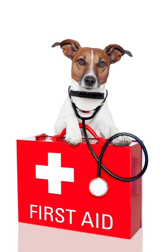 Upcoming Roadtrip? Make a Pet First Aid Kit For Your Car