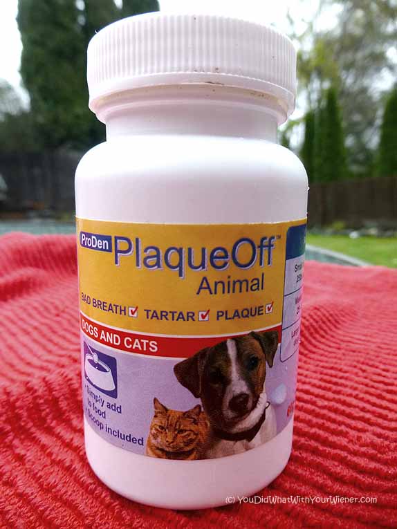 I don't brush my dog's teeth. Instead, I use PlaqueOff to soften the tartar. Check out my article so see what else I do to keep my dog's teeth clean.