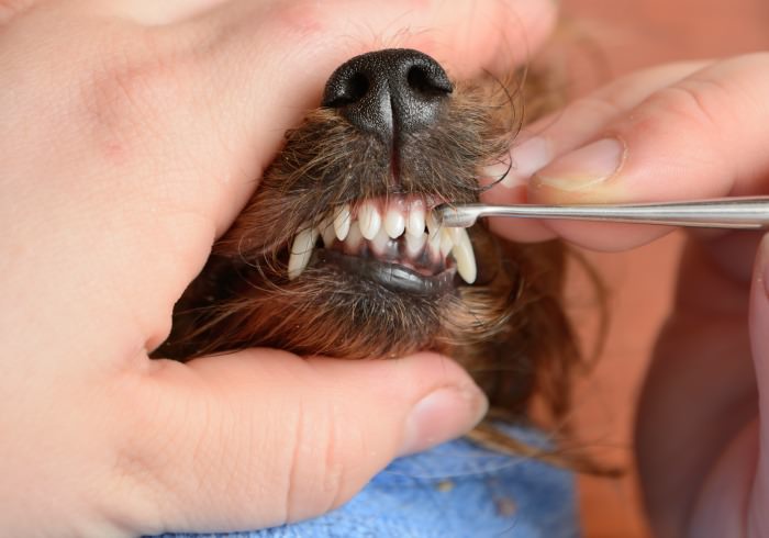 How Much Does Teeth Cleaning Cost for Dogs?