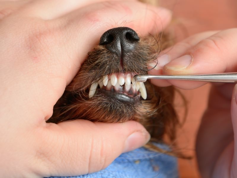 How Much Does Teeth Cleaning Cost For Dogs? – Youdidwhatwithyourwiener.Com
