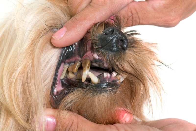 Dog's teeth brown from build up for tarar