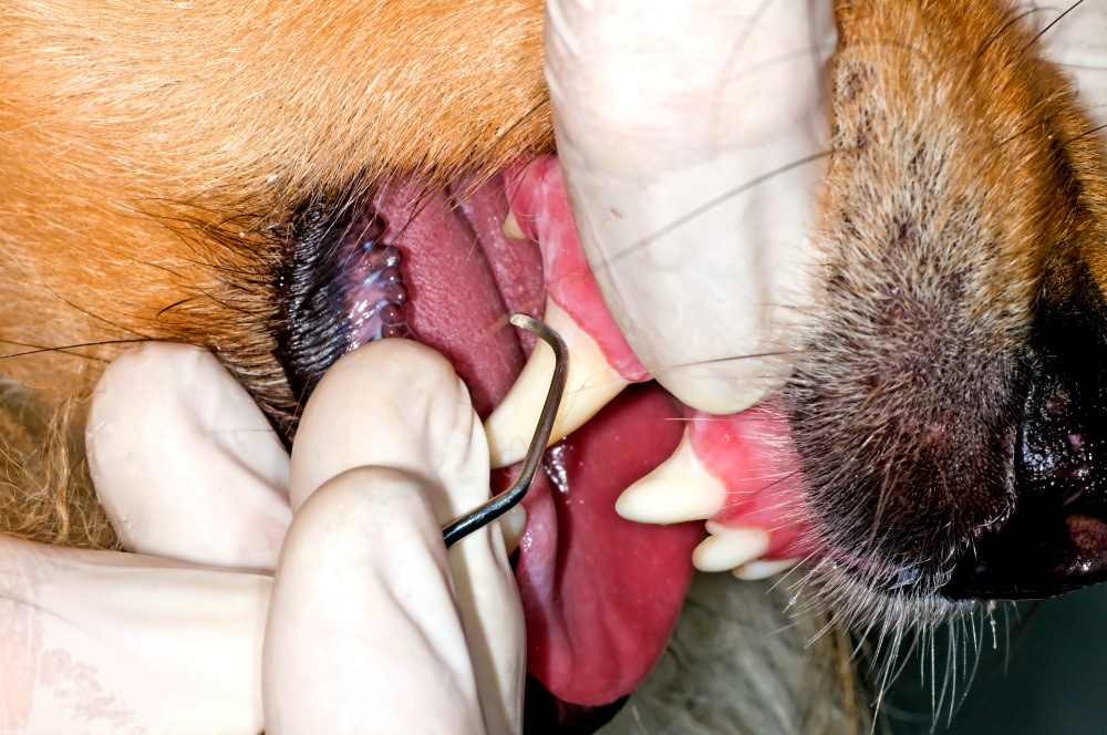 Dog with dirty teeth getting his teeth cleaned