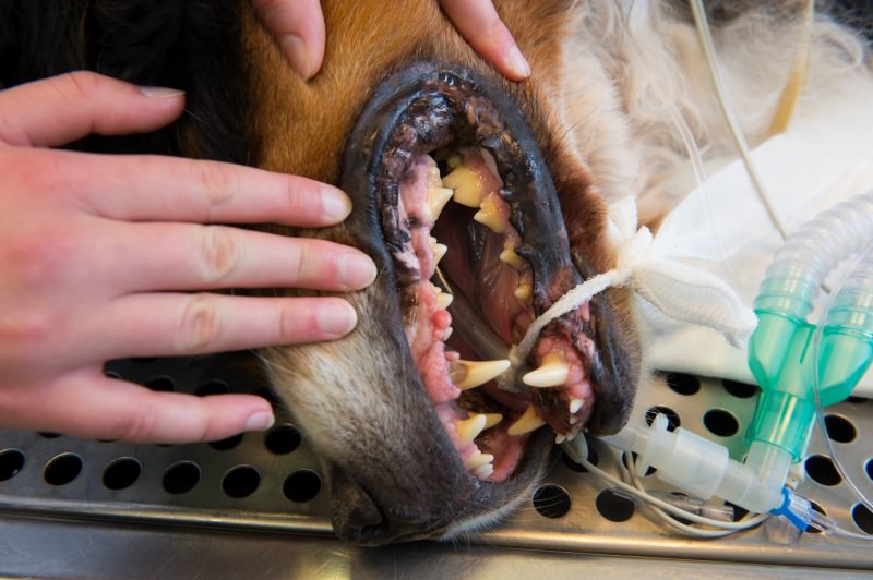 Dog with open mouth at the operating table for dental care
