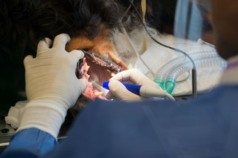 Dog under anesthesia getting it's teeth cleaned