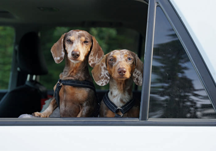 How Often Should You Stop on a Road Trip with a Dog?