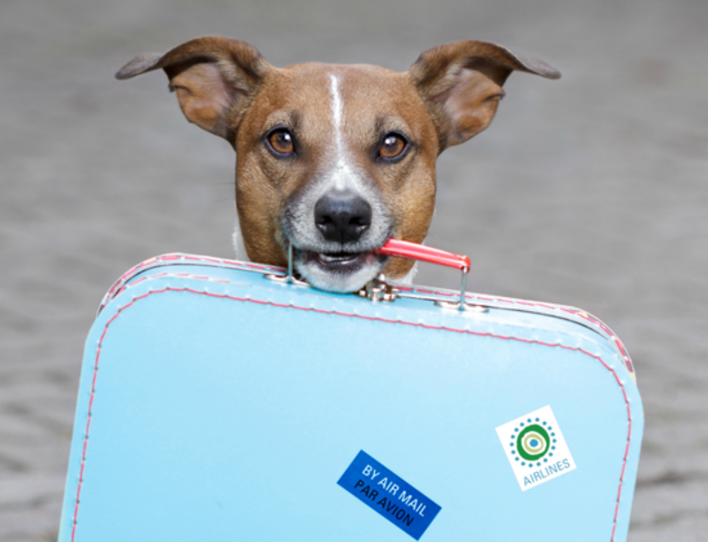 Best Websites for Planning a Dog Friendly Vacation