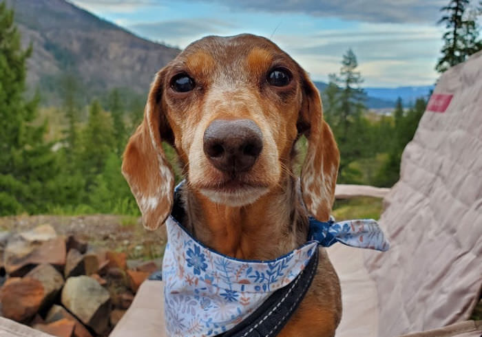 5 Tips for Camping with Multiple Dachshunds
