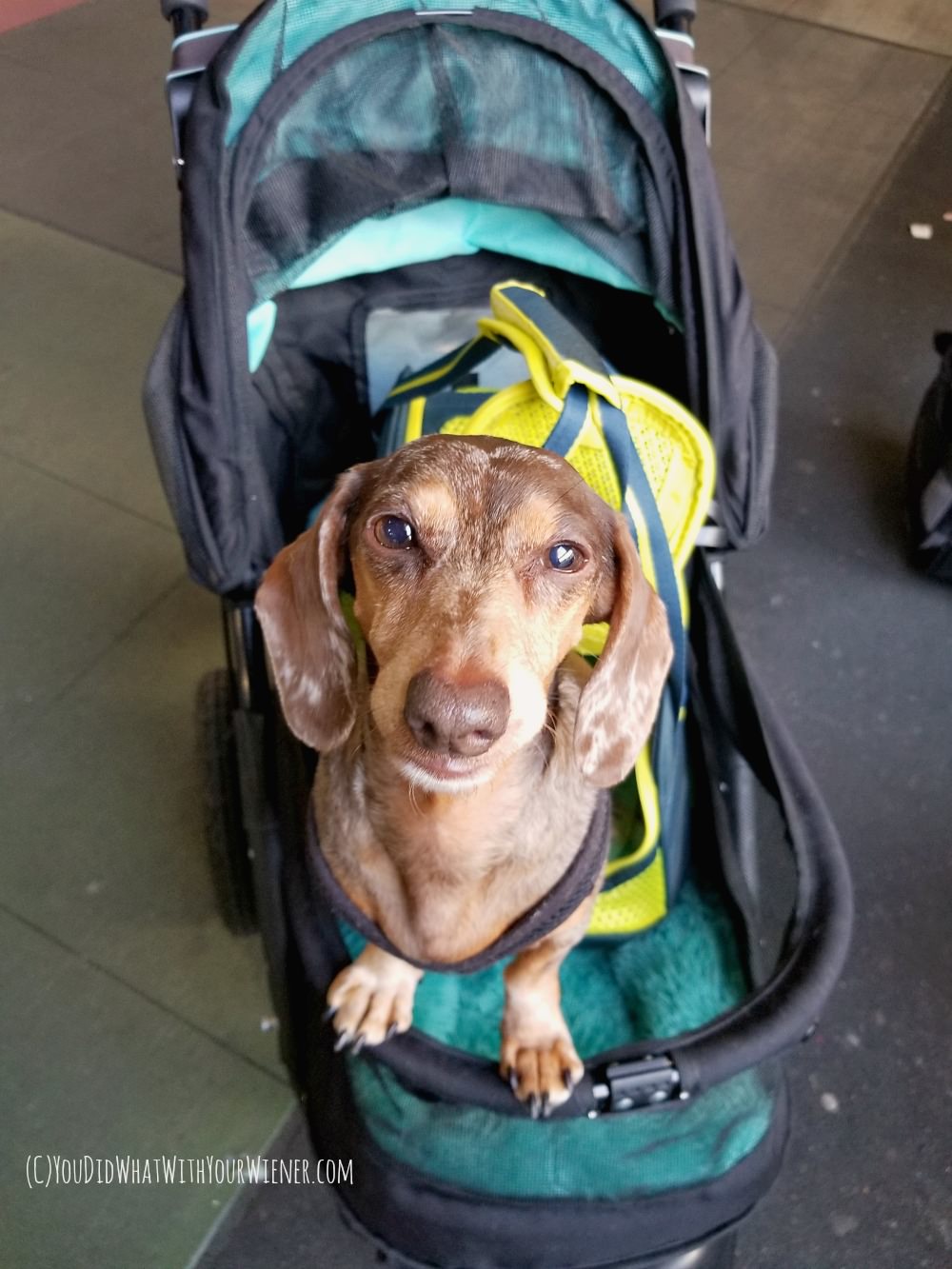 Small dog in a stroller boarding the airplane first