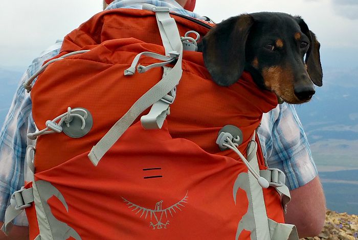 6 Backpacks for Carrying Dachshunds Scrutinized