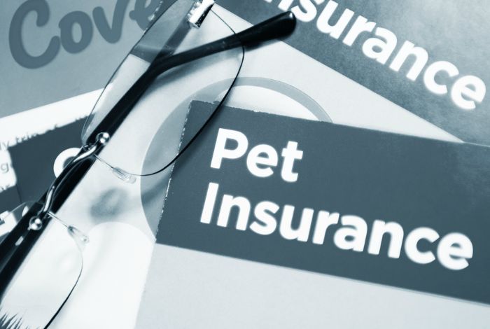 The Easy Way to Choose the Best Pet Insurance