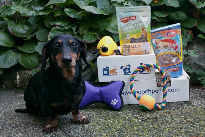 Subscription Dog Box Review: OCT Pooch Perks