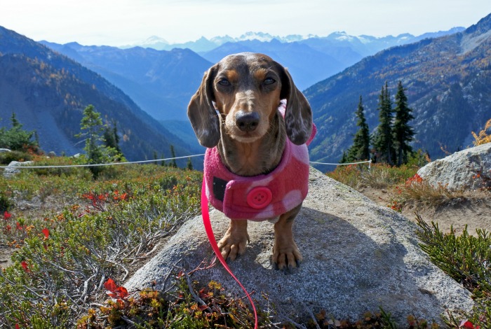 Dog Friendly Fall Hike: Heather-Maple Pass Loop