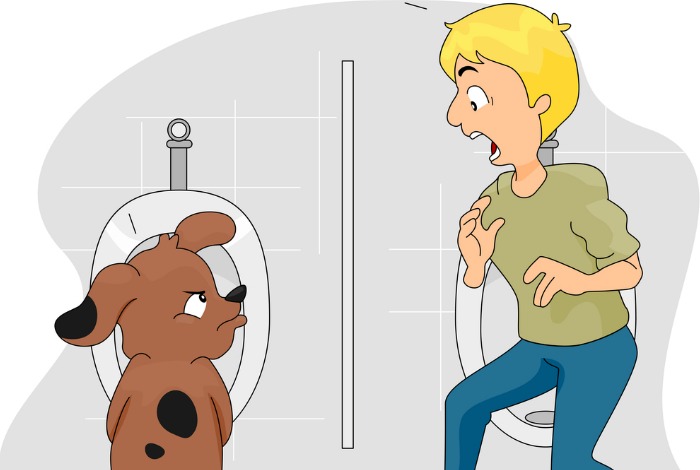 What Should I Do When My Old Dog Starts Peeing in the House? –  