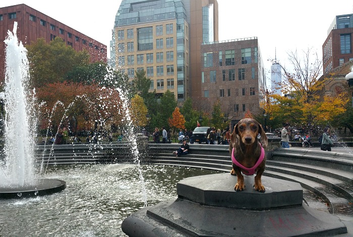 9 Cautions About Visiting York City with a Small Dog