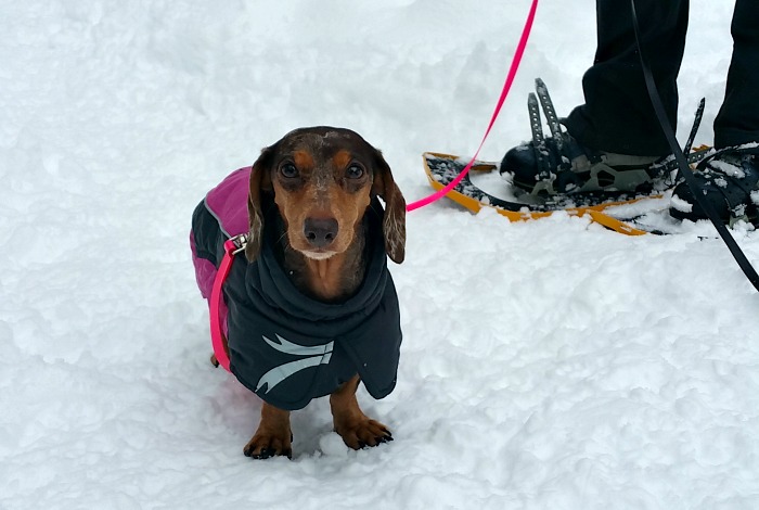 9 Tips for Snowshoeing with Your Small Dog
