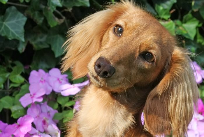 25 Dachshund Facts Every Owner Must Know