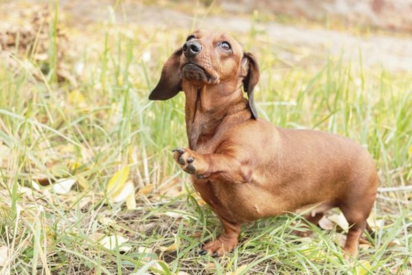 Be careful with a Dachshund's back when picking them up