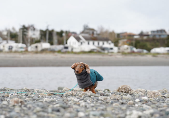 Visiting Port Townsend with Your Dog