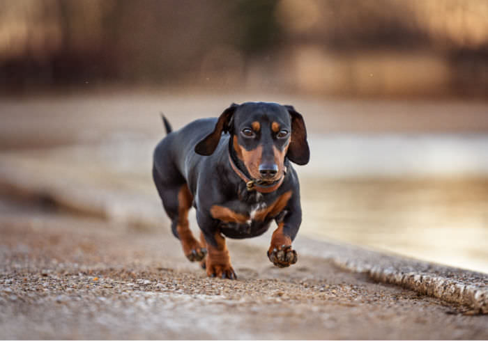 My Dachshund Started Skipping When She Runs: What’s Wrong?
