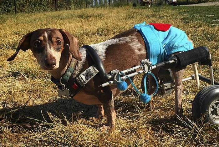 Anderson Pooper - famous Dachshund in a wheelchair