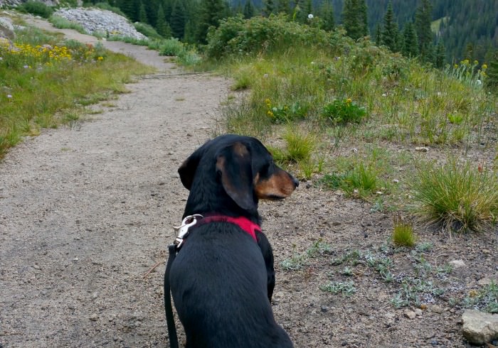 Top 10 Things You Hear When Hiking With a Small Dog