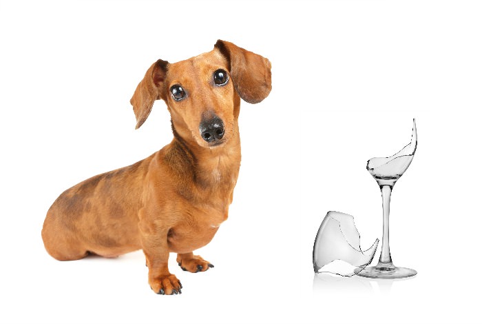 Do you need to treat your IVDD Dog like breakable glass?