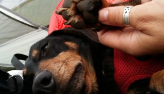 Chester scraped his paw during a hike. Pet first aid training to the rescue!