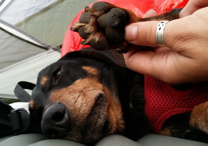 6 Reasons You Should Get Certified in Dog First Aid