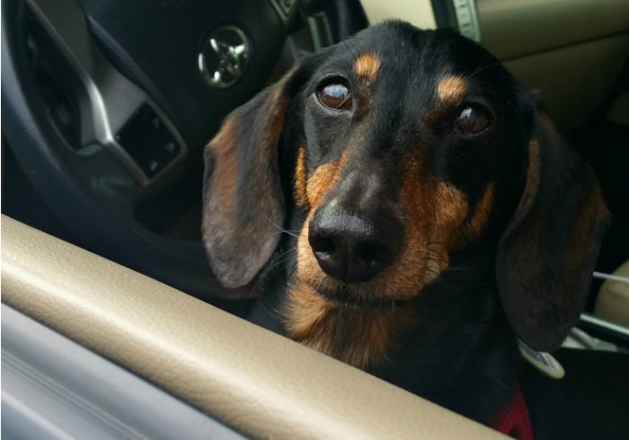 Dog Friendly Road Trip: Is Your Dog Safe Riding in the Car?