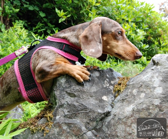Gretel getting ready to climb a rock