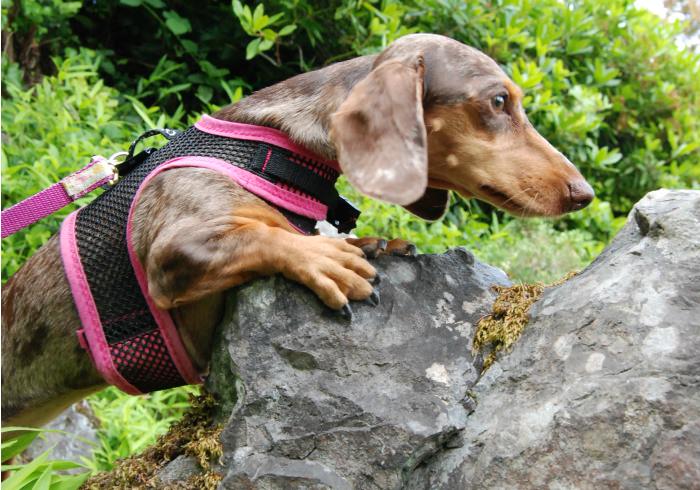 Dog posing with a rock - it looks like she is trying to push it