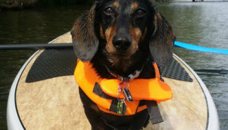 Paddleboarding Tips From Chester the Dachshund