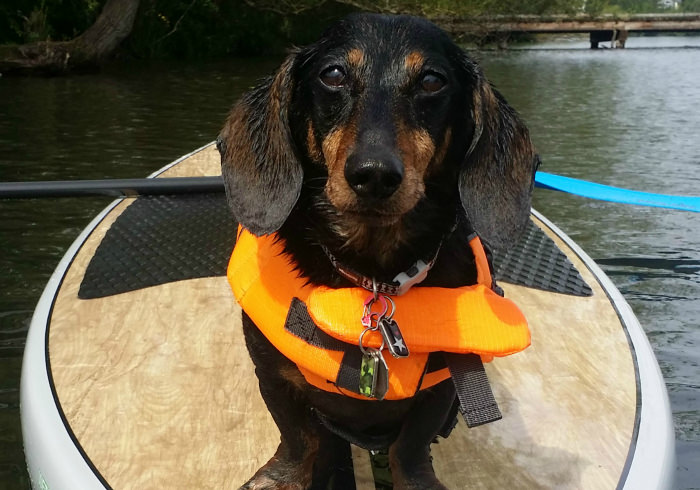 Want to Paddleboard With Your Small Dog? Get Started with These 5 Tips
