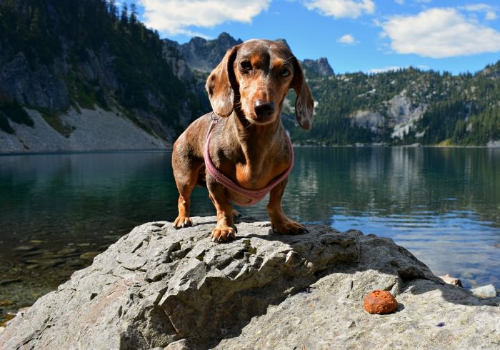 12 Awesome Treats for Dogs That Like to Hike