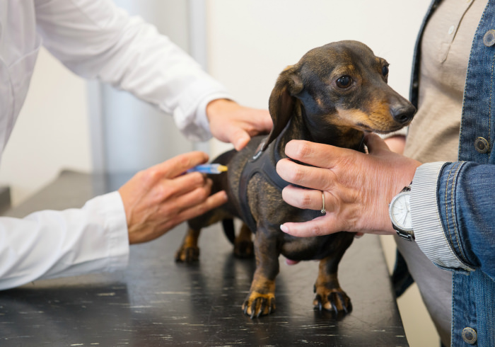 Is the Leptospirosis Vaccine Necessary for My Dog?
