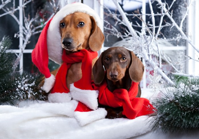 14 Unique Gifts for Dachshunds and Dachshund Lovers! (Updated 2022)