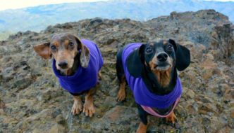 Gretel and Moo the Dachshunds on a hike