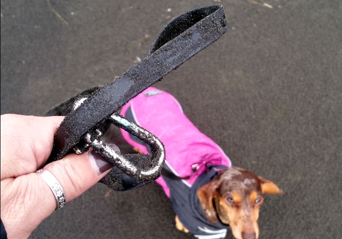 Why a Biothane Leash is the Best Leash for Hiking with a Dog