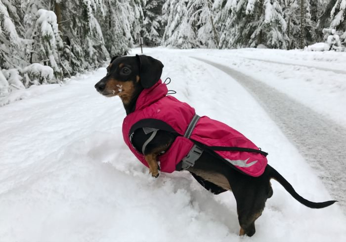 4 Lessons Learned During My Dog’s First Snow Adventure