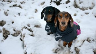 How to Choose the Right Size Hurtta Jacket For Your Dog