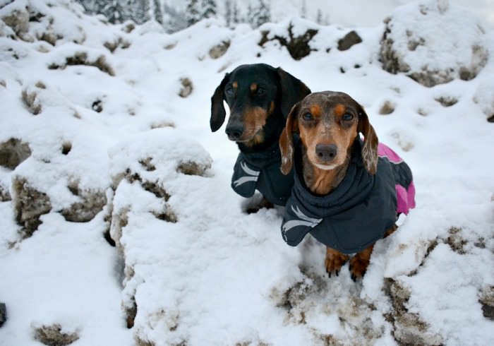 Hurtta Jacket Sizing Guide for Dachshunds