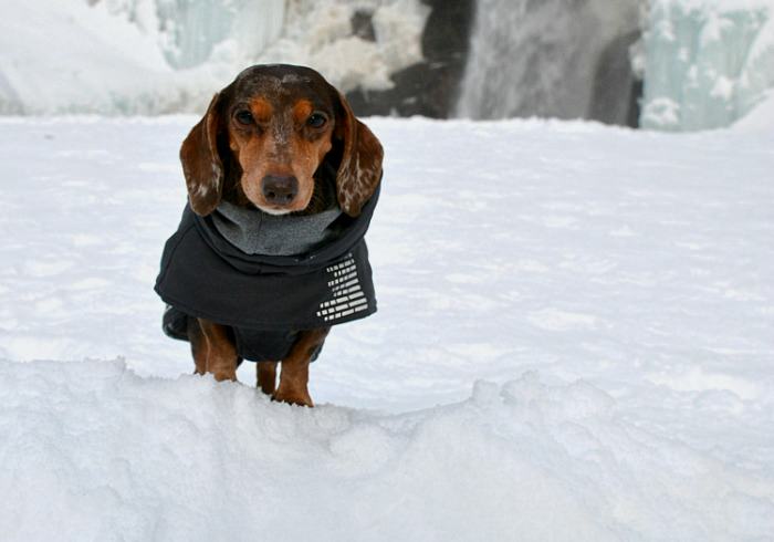 Hiking With Your Dog This Winter? Beware of Hypothermia
