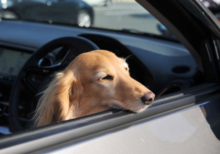 How to Travel with a Dog That Gets Car Sick