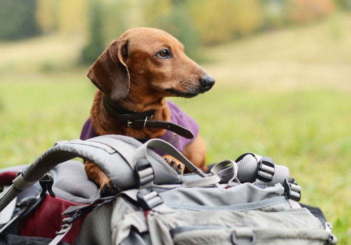 How to Get Your Dog Ready for Hiking Season