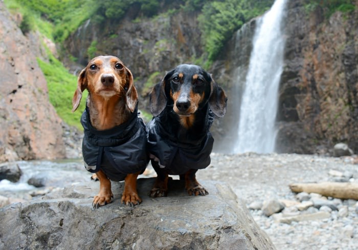 5 Easy Dog Friendly Waterfall Hikes in Western Washington