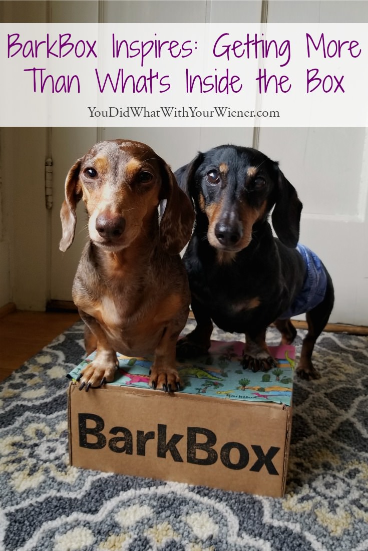 I found my dog's favorite toy, and some tasty new treats, through BarkBox